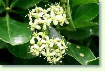 Spindelstrauch Euonymus
