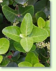 Spindelstrauch Euonymus