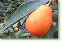 Fortunella / Kumquat