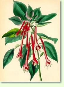 Fuchsien Fuchsia fulgens