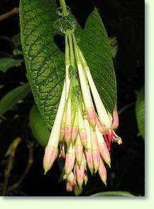 Fuchsien Fuchsia boliviana