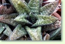 Gasterien (Gasteria bicolor)