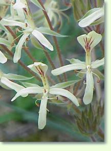 Geranien Pelargonium oblongatum