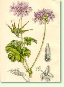 Geranien Pelargonium Drummondii