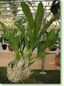 Grammatophyllum