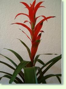 Guzmania Hybrid Rana