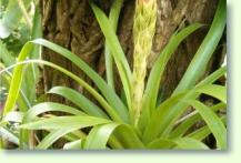 Guzmania monostachia