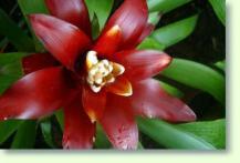 Zum vergrößern klicken Guzmania lingulata var. minor Hybrid
