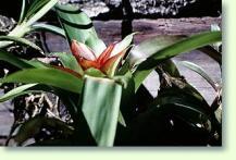 Guzmania lingulata