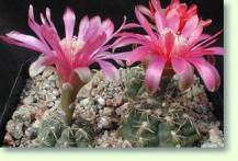 Zum vergrößern klicken Gymnocalycium baldianum