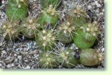 Hamatocactus Nachwuchs