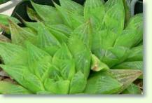 Haworthia turgida var longibracteata