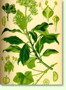 Efeu Hedera helix