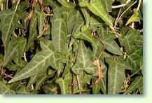 Efeu Hedera nepalensis