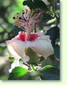 Hibiscus insularis