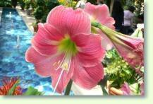 Amaryllis hippeastrum