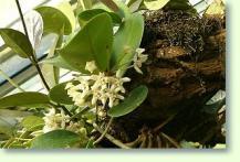 Wachsblume Hoya australis