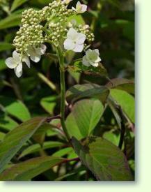 Hydrangea heteromalla