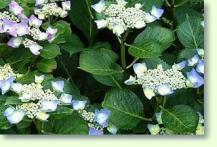Hortensien Hydrangea macrophylla