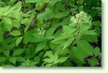 Hortensien Hydrangea paniculata