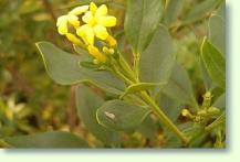 Jasmin Jasminum odoratissimum