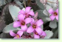 Kalanchoe pumila