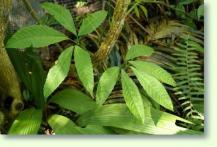 Tetrastigma pflegen