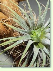 Tillandsia ionantha mit Kindel