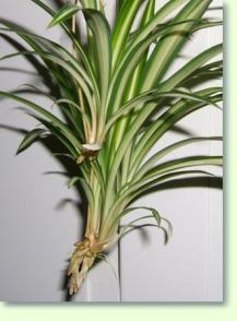 Kindl / Pflanzen vermehren - Pflanzenfreunde