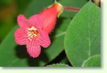 Kohleria