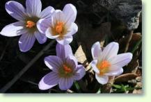 Krokus Crocus