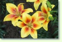 Zum vergrößern klicken Lilium