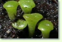 Zum vergrößern klicken lebende Steine Lithops aucampiae