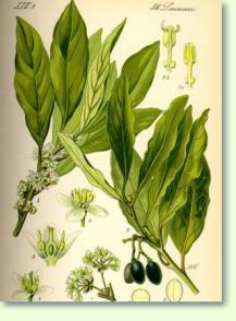 Lorbeer Laurus nobilis