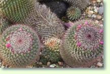 Mammillaria - kaktus