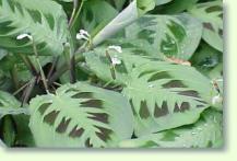 Maranta leuconeura