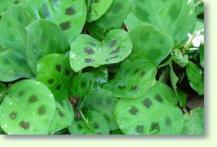 Maranta sp.