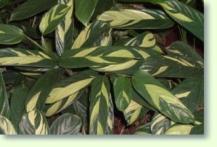 Maranta arundinacea