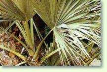 Mazaripalme
