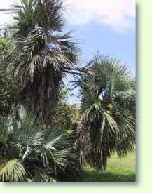 Mazaripalme