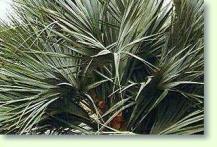 Mazaripalme