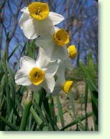 Narzissen Narcissus tazetta var. chinensis
