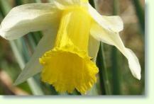 Narzissen Narcissus pseudonarcissus