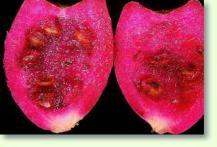 Opuntia humifusa Fruchtkörper