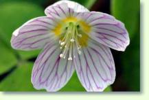 Sauerklee Oxalis acetosella