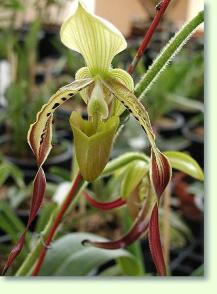 Pahiopedilum parishii