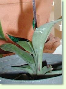Zum vergrößern klicken Paphiopedilum appletonianum