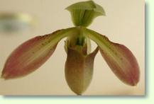 Zum vergrößern klicken aphiopedilum appletonianum