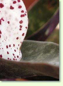 Paphiopedilum bellatulum