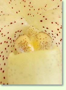 Paphiopedilum concolor